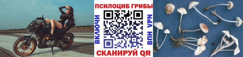 Галлюциногенные грибы Magic Shrooms  где купить наркоту  Ахтырский 